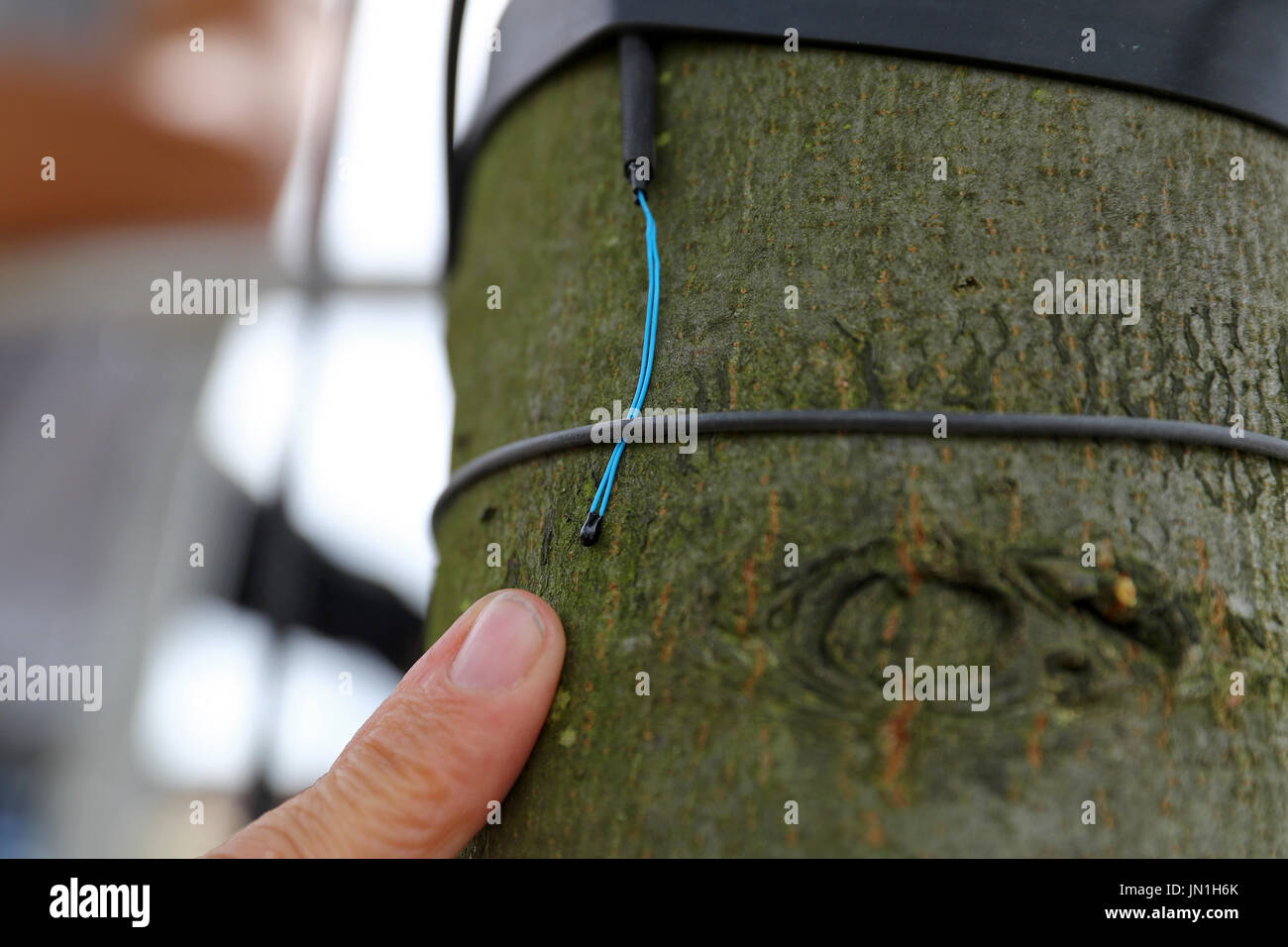 Würzburg, Allemagne. 28 juillet, 2017. Une température sensore est fixé à l'écorce d'un citron vert argent (Tilia tomentosa - type 'Brabant') à Würzburg, Allemagne, 28 juillet 2017. Il existe à l'avenir - entre autres - moins les érables en Allemagne. Ils ne peuvent tout simplement pas faire face à la sécheresse les journées très chaudes. Par conséquent, les experts, vous pouvez pour remplacer les arbres résistants - et pour leur chaleur secret. Photo : Daniel Karmann/dpa/Alamy Live News Banque D'Images