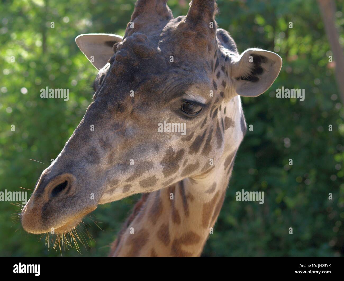 Close up girafe visage et yeux Banque D'Images