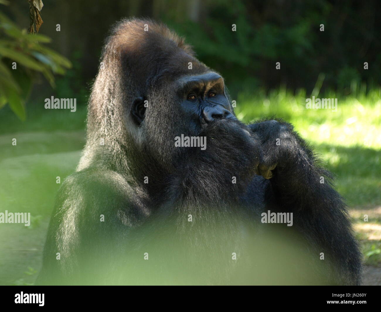 Gorille grand singe à distance en tout en grignotant pensivement sur la nourriture Banque D'Images