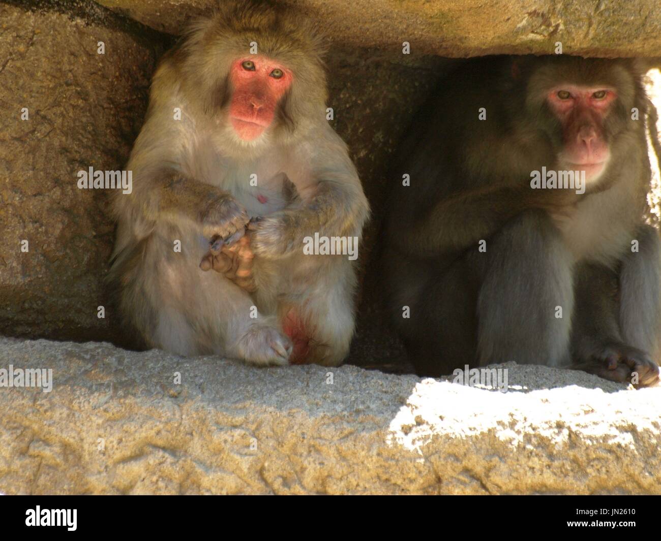 Macaque japonais holding et mâcher de pied Banque D'Images