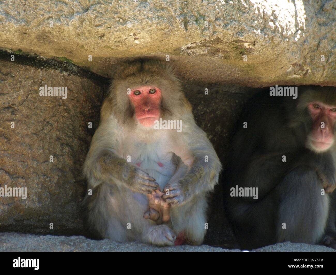 Macaque japonais holding et mâcher de pied Banque D'Images
