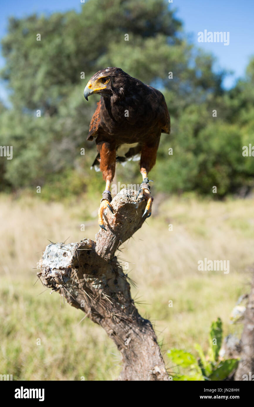 Close up of golden eagle perching on plante morte au cours de journée ensoleillée Banque D'Images