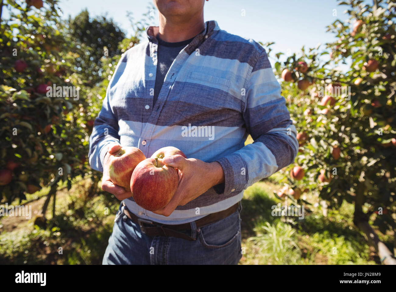 Farmer holding apples in apple orchard Banque D'Images