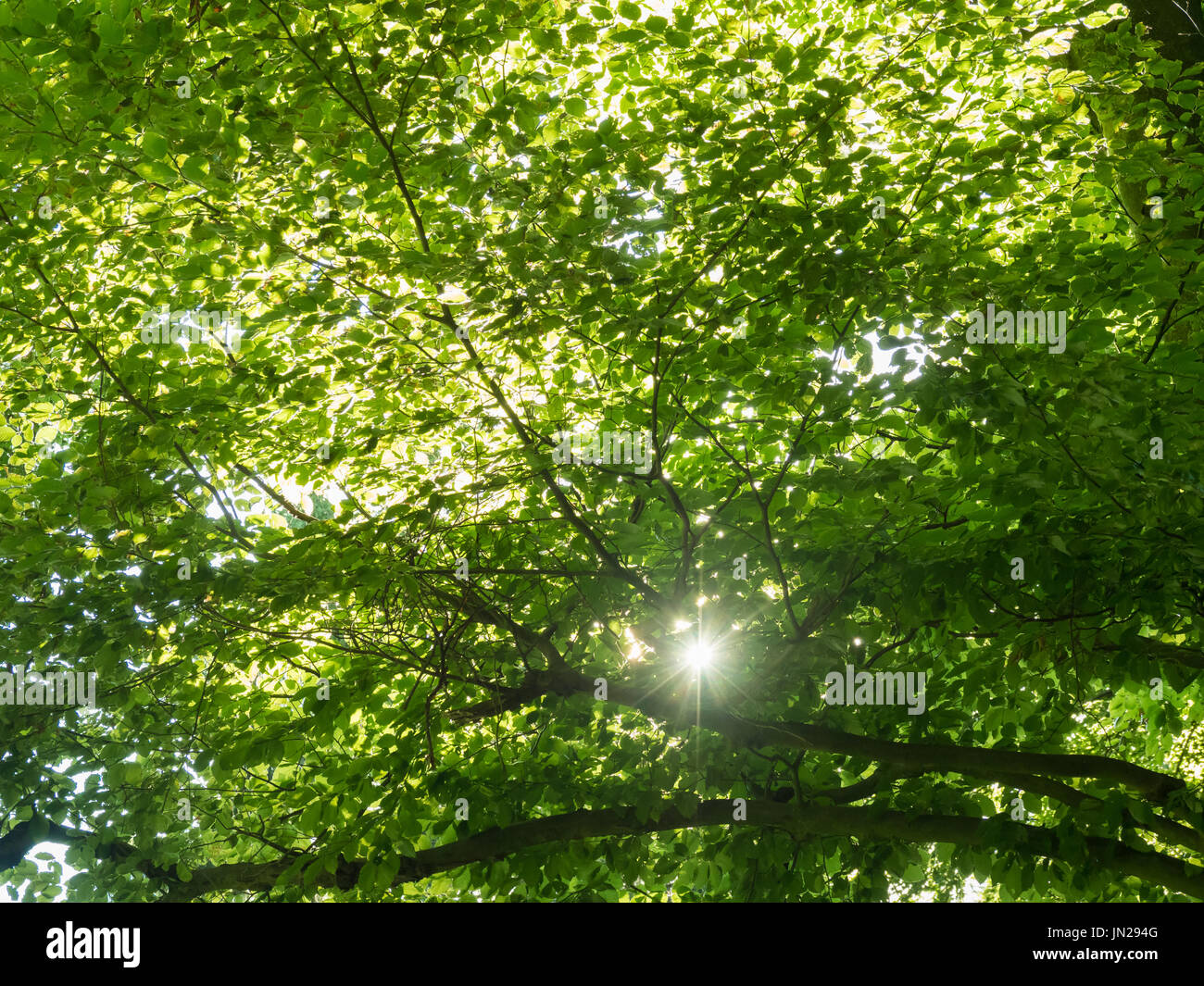 Rayons de soleil brillant à travers les branches d'un hêtre en été Banque D'Images