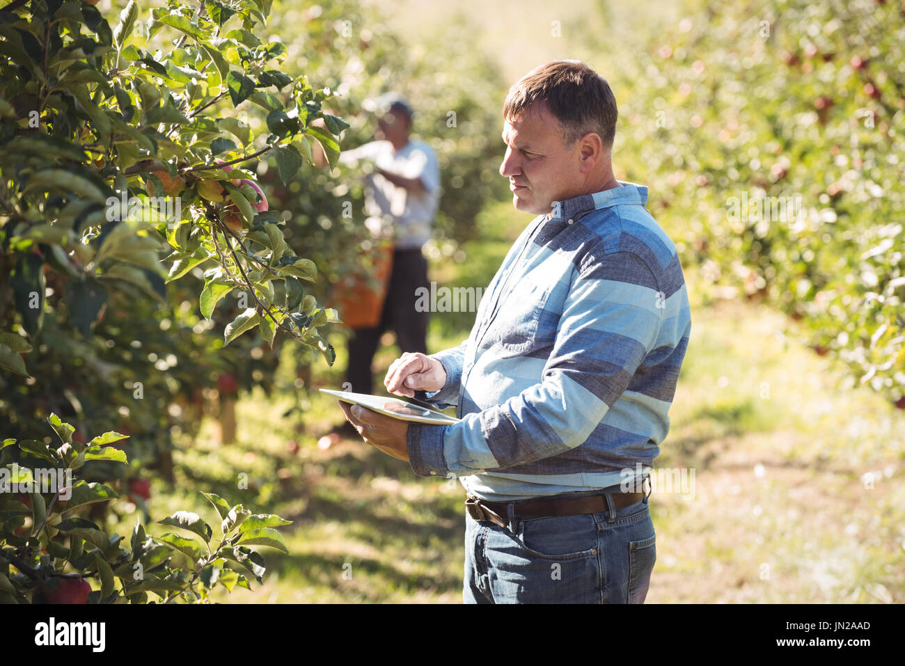 Farmer using digital tablet in apple orchard Banque D'Images