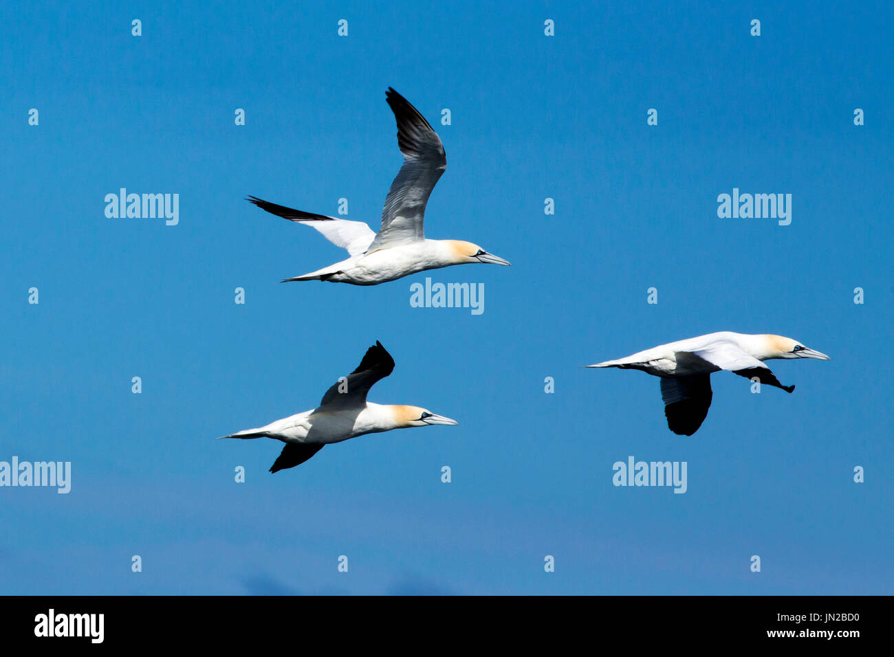 Fou de Bassan (Morus bassanus) volant au-dessus d'un navire de croisière en mer du Nord Banque D'Images