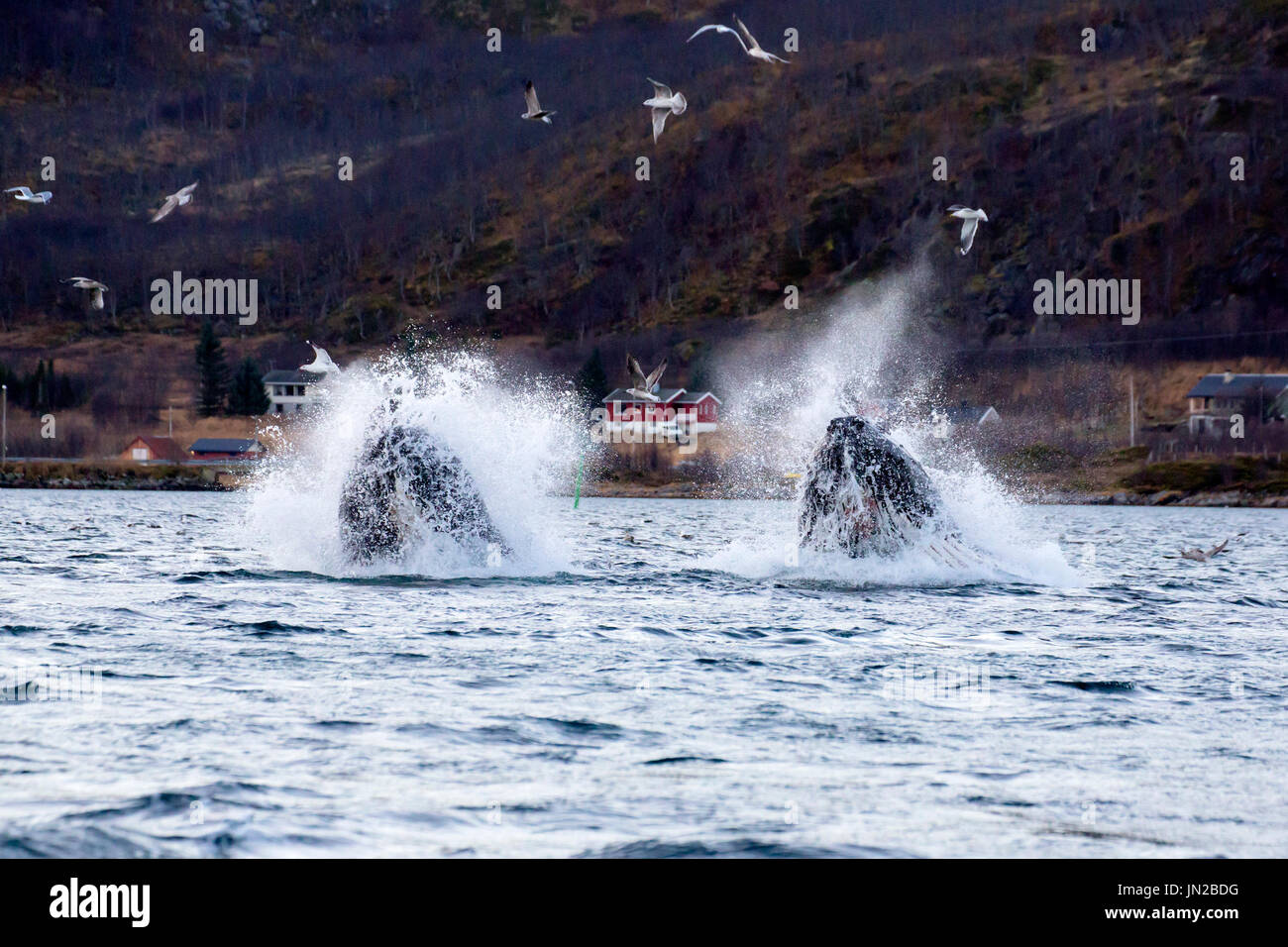 Baleine à bosse (Megaptera novaeangliae) sur une jambe à se nourrir dans les fjords de Norvège Banque D'Images