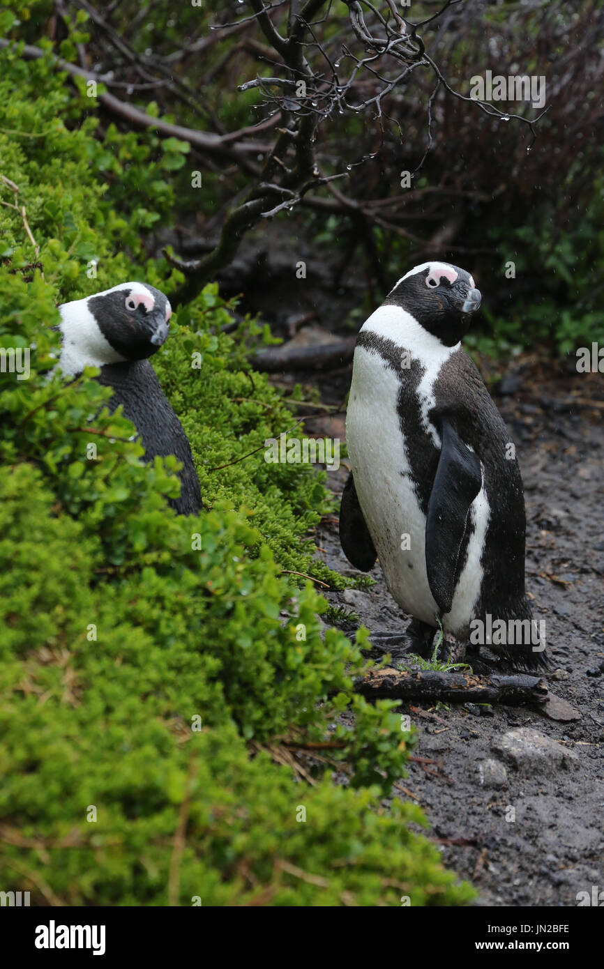 Manchot ou Jackass (Spheniscus demersus) à la colonie de pingouins de Stony Point, déjà par curiosité à propos des visiteurs Banque D'Images