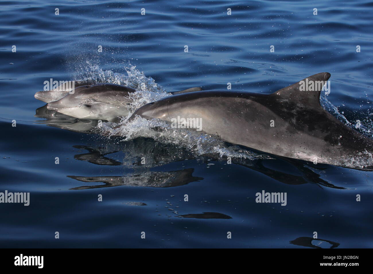 Dauphins à dents dures (Steno bredanensis) mère et son petit à la surface juste à côté de la voile Banque D'Images