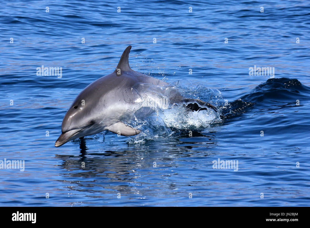 Un jeune dauphin tacheté de l'Atlantique (Stenella frontalis) sautant à côté du bateau Banque D'Images