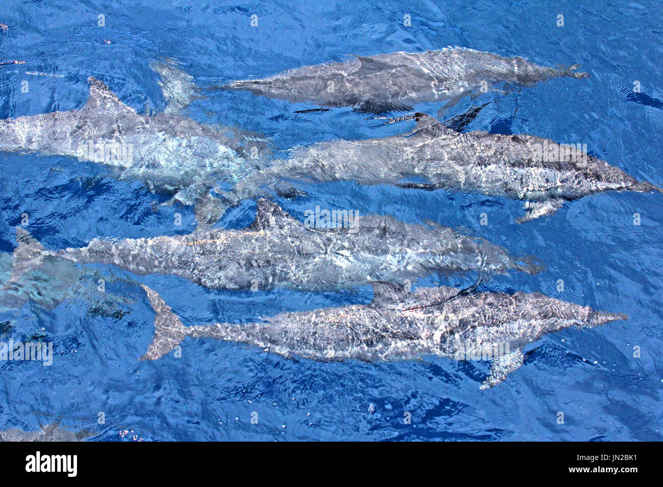 Un groupe de Dauphins (Stenella longirostris) venir près de la surface Banque D'Images