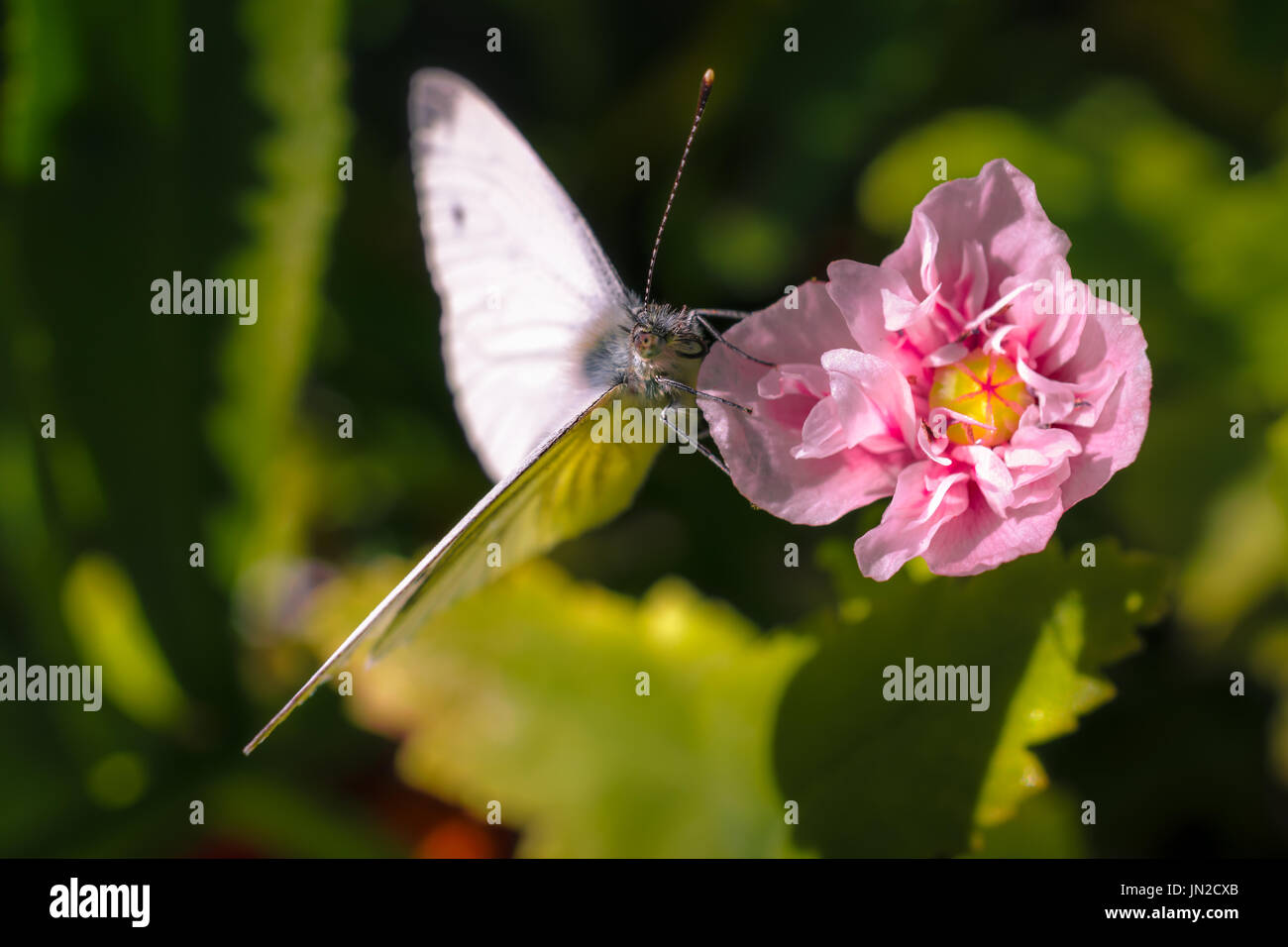 Papillon sur une fleur de pavot (rose) Banque D'Images