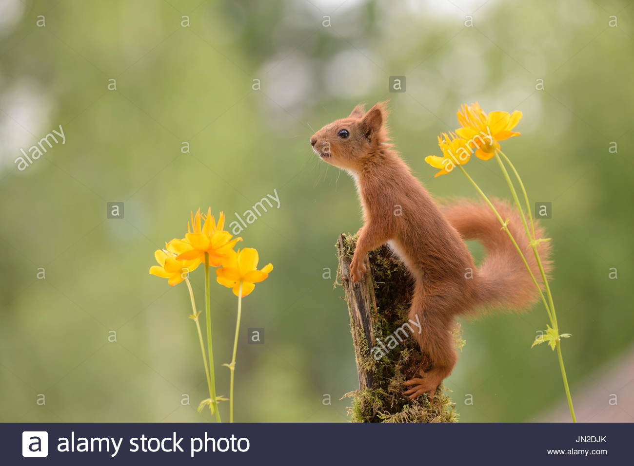 écureuil Rouge Jaune Avec Globeflowers Banque Dimages