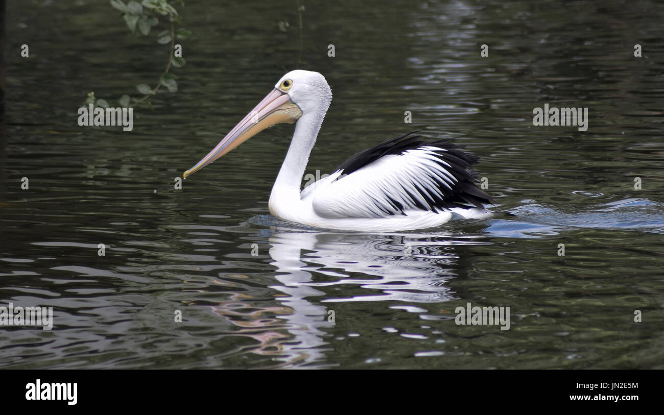 Swan jouant dans le lac tandis que la recherche d'aliments Banque D'Images