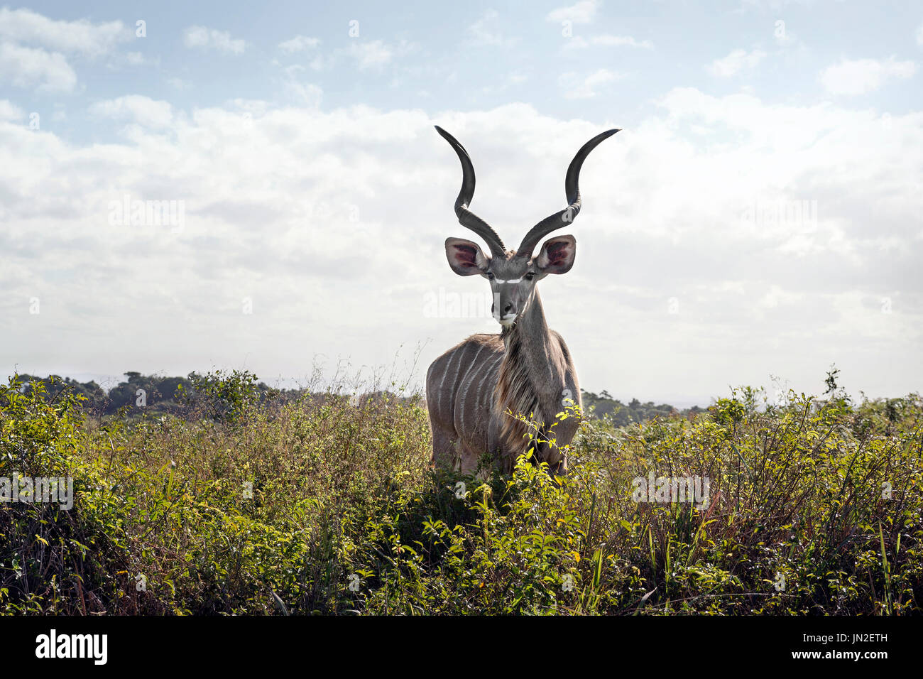Afrique du Sud - Bull Kudu Banque D'Images