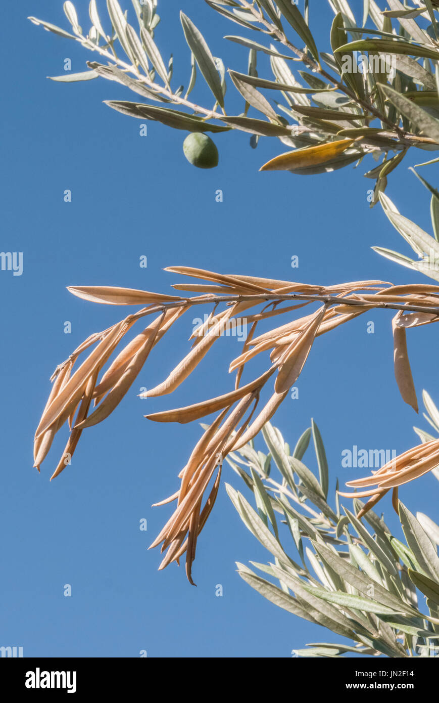 Oliviers infecté par la redoutable bactérie Xylella fastidiosa, est connu en Europe comme le virus Ebola de l'olivier, Jaén, Andalousie, Espagne Banque D'Images