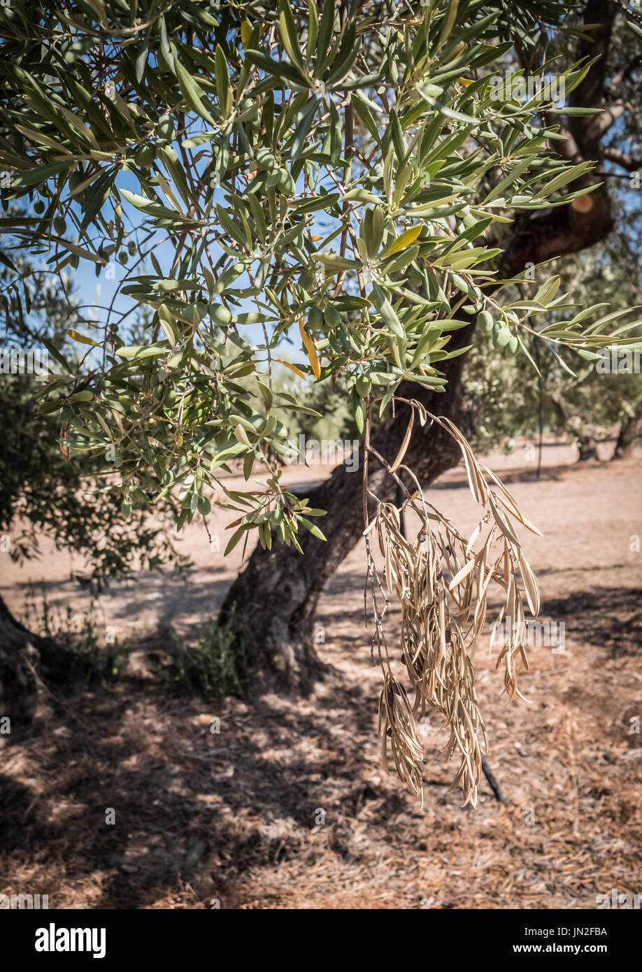 Oliviers infecté par la redoutable bactérie Xylella fastidiosa, est connu en Europe comme le virus Ebola de l'olivier, Jaén, Andalousie, Espagne Banque D'Images