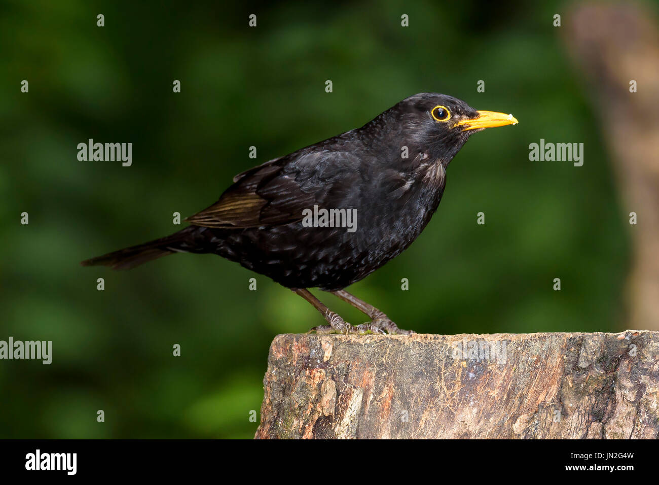 Blackbird mâle perché sur une souche d'arbre, Dorset, UK Banque D'Images