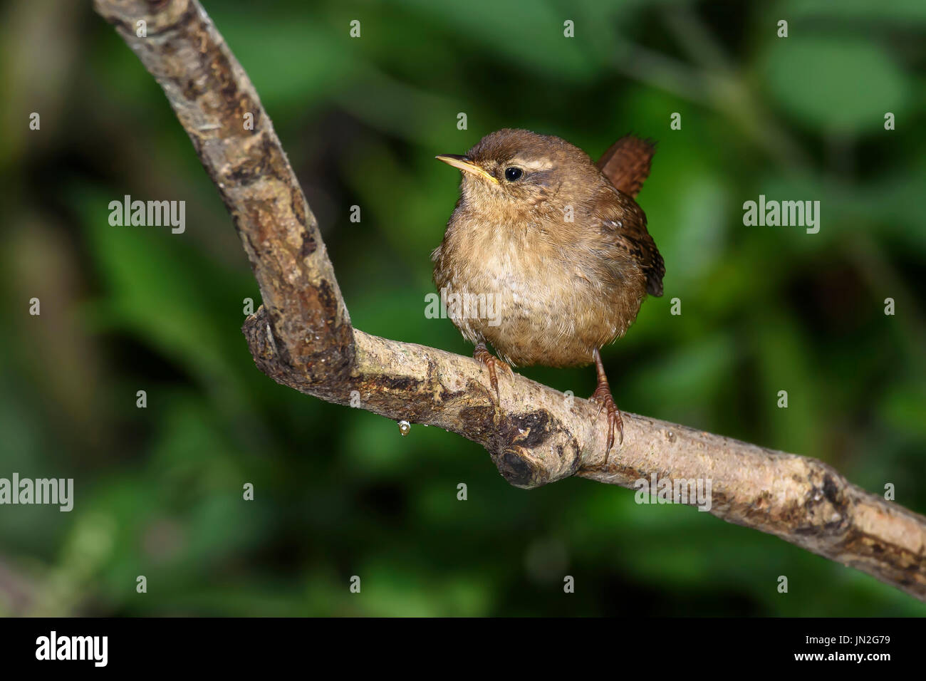 Le Troglodyte mignon (Troglodytes troglodytes) perché sur une brindille, Dorset, UK Banque D'Images