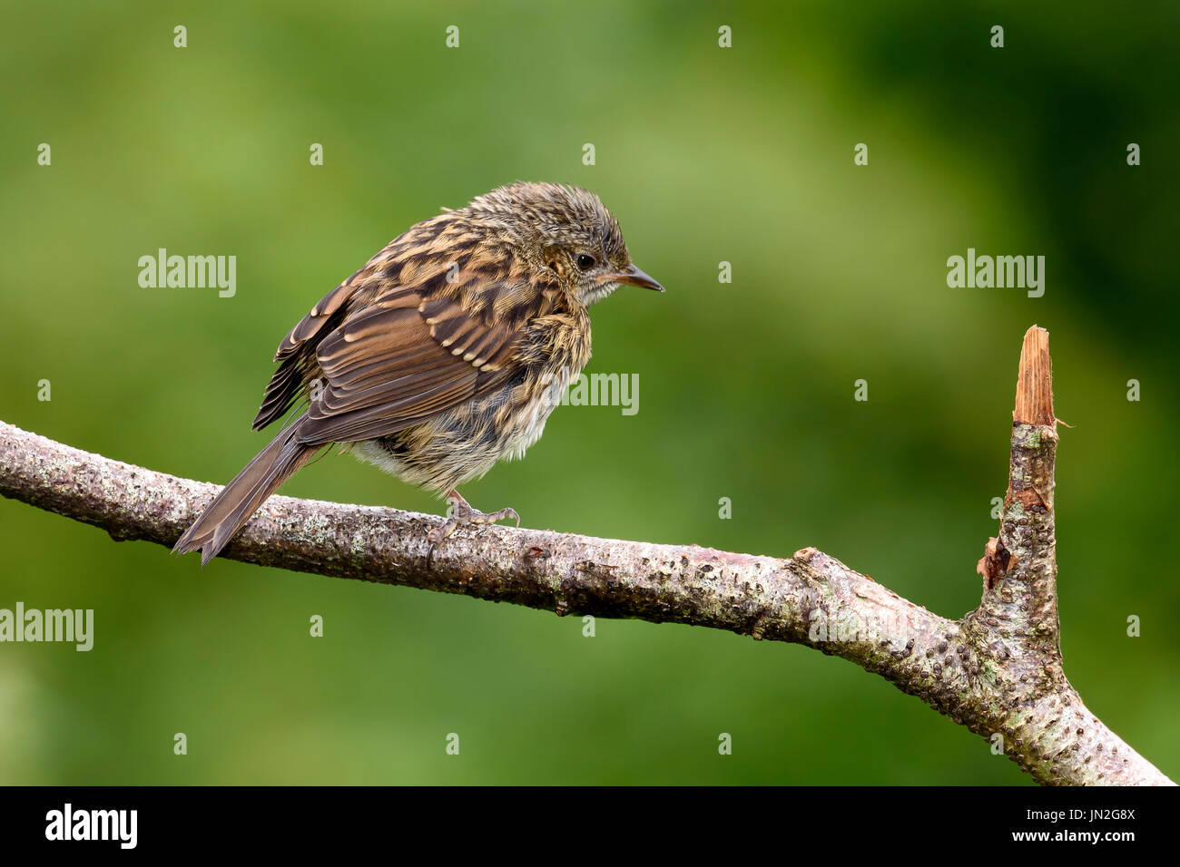 Nid juvénile (Prunella modularis) perché sur une brindille, Dorset, UK Banque D'Images