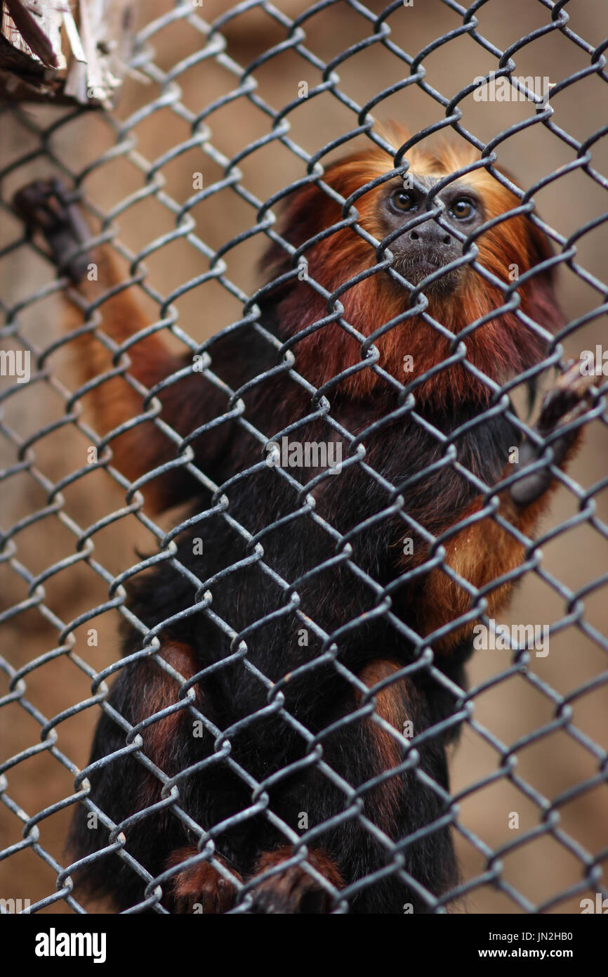 Tête de lion singe dans une cage qui attendent d'être libre. Le singe vraiment intéressés à l'humain. Semble comme ils veulent à la vie avec l'humain. Banque D'Images