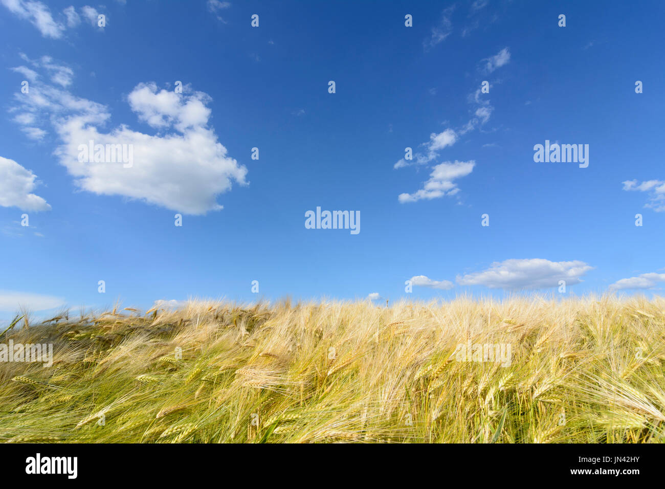 Champ de céréales de la récolte d'orge, ciel bleu, nuages, Judenau-Baumgarten, Wienerwald, Bois de Vienne, Basse-Autriche, Basse Autriche, Autriche Banque D'Images