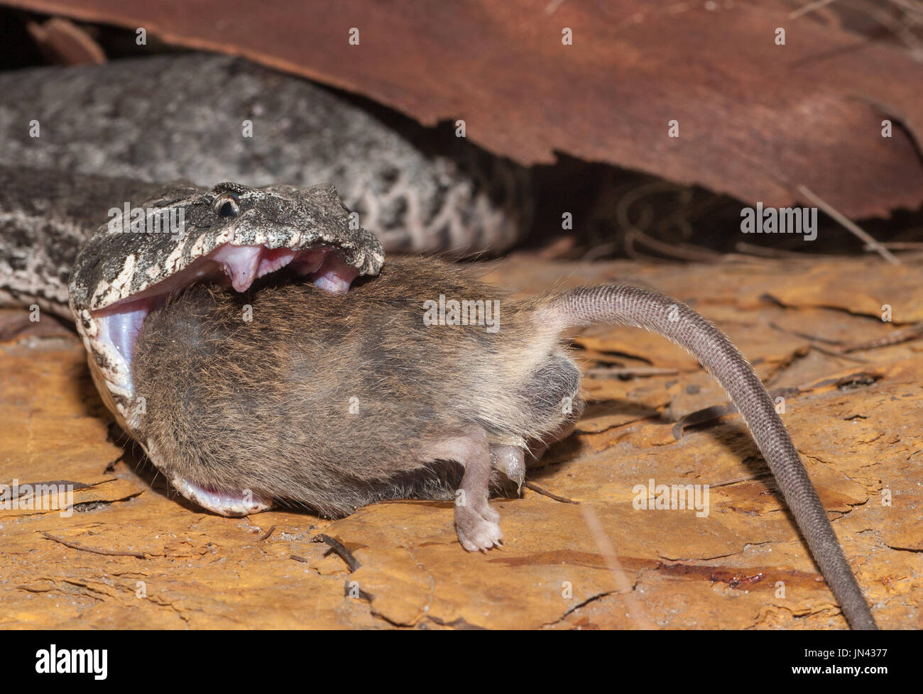 Death Adder Banque D'Images