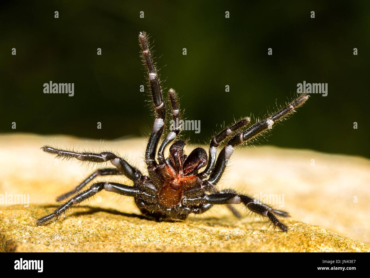 Sydney Funnel Spider Web Banque D'Images
