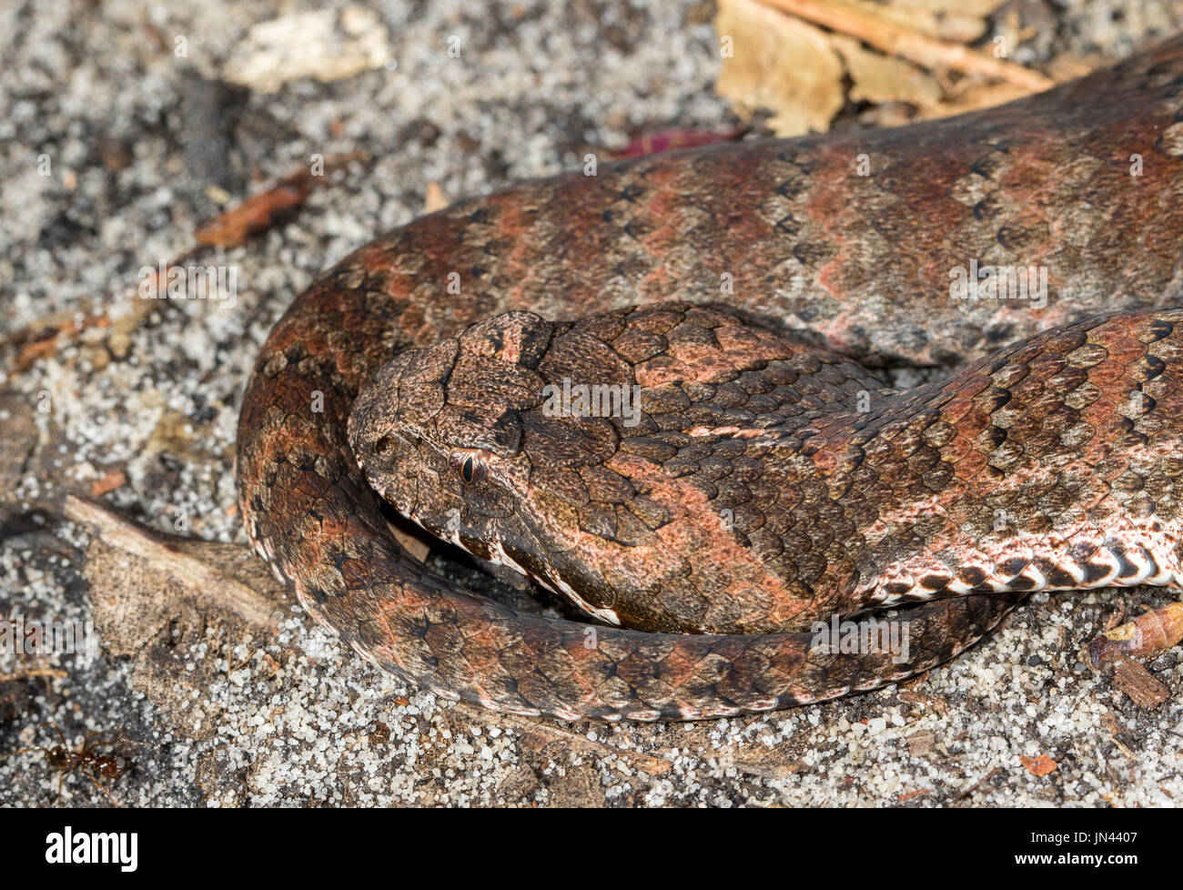 Death Adder ou dans le sud de la commune Banque D'Images