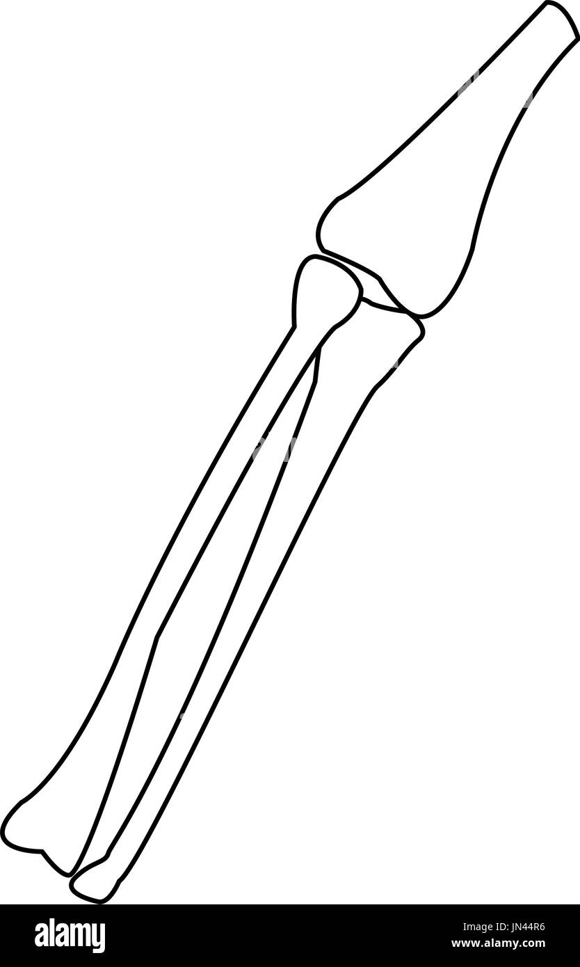 Les os de la jambe de l'anatomie du tibia et du péroné Illustration de Vecteur