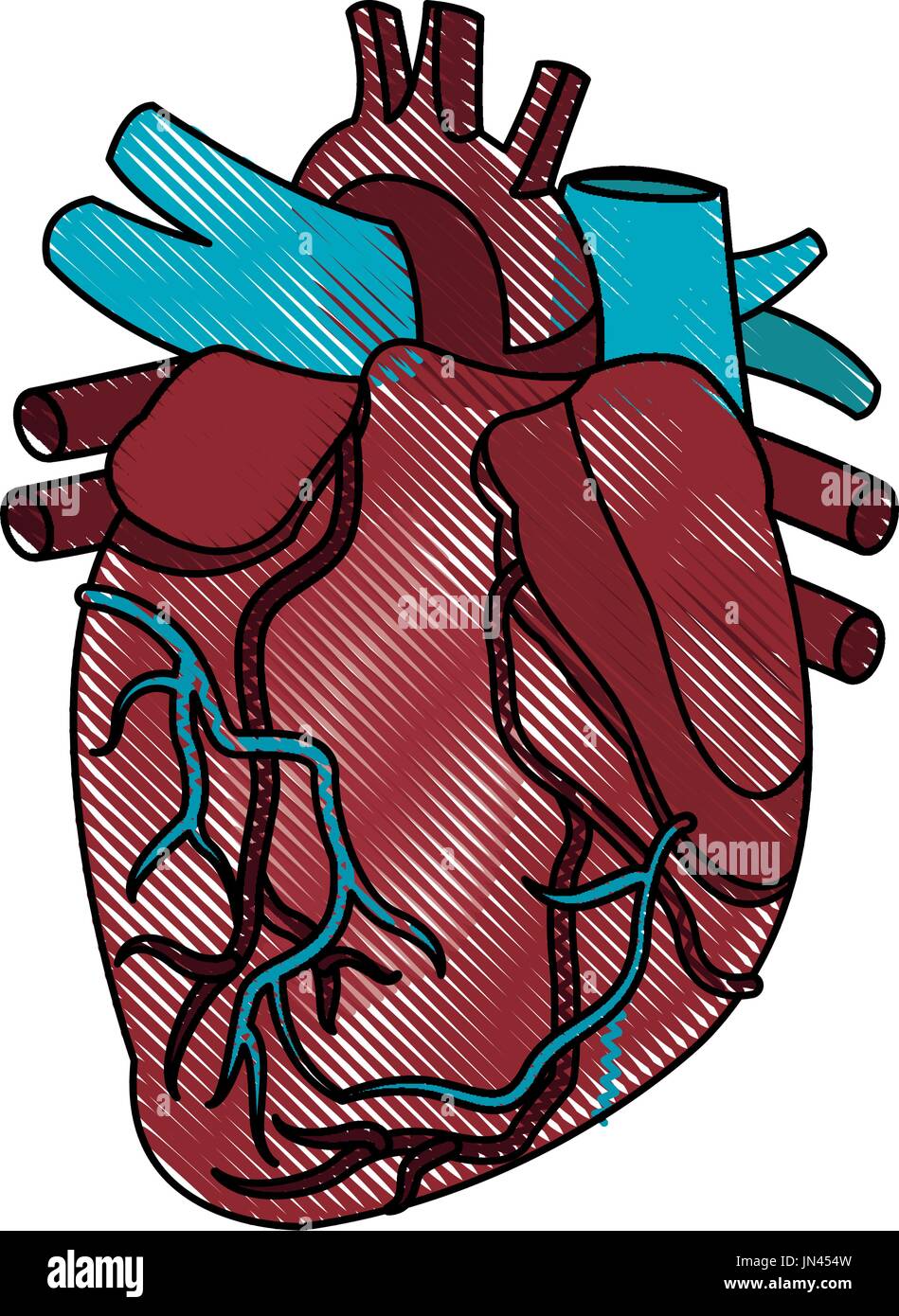 Anatomie du coeur humain medical Illustration de Vecteur