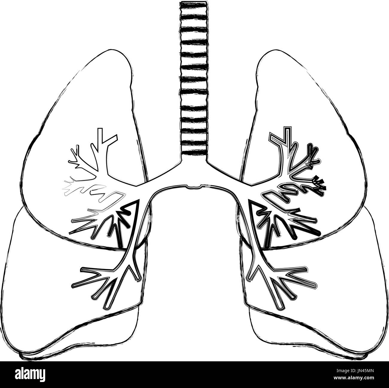 Les poumons la science médicale anatomie trachée d'organes internes Illustration de Vecteur