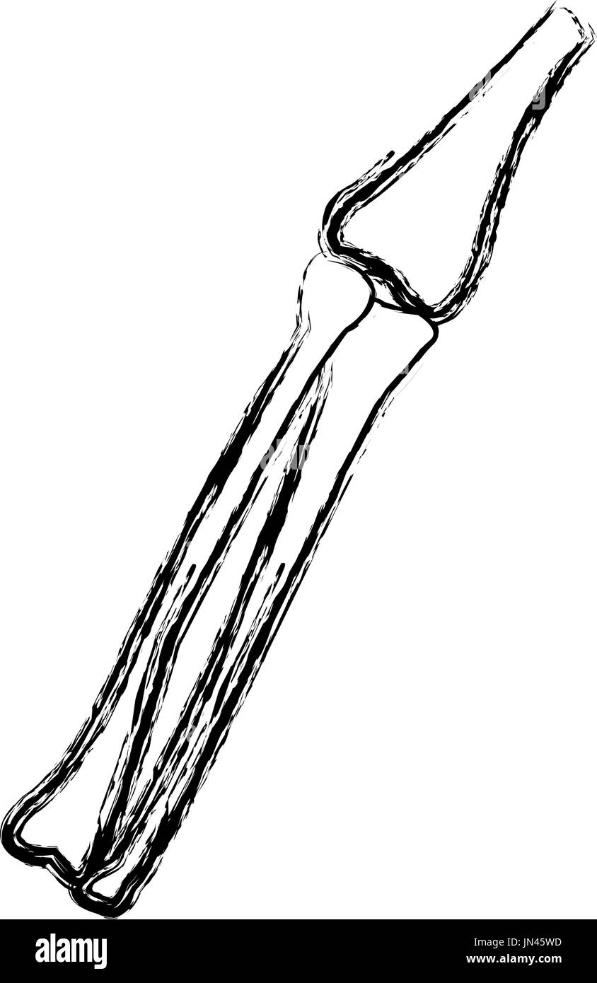 Les os de la jambe de l'anatomie du tibia et du péroné Illustration de Vecteur