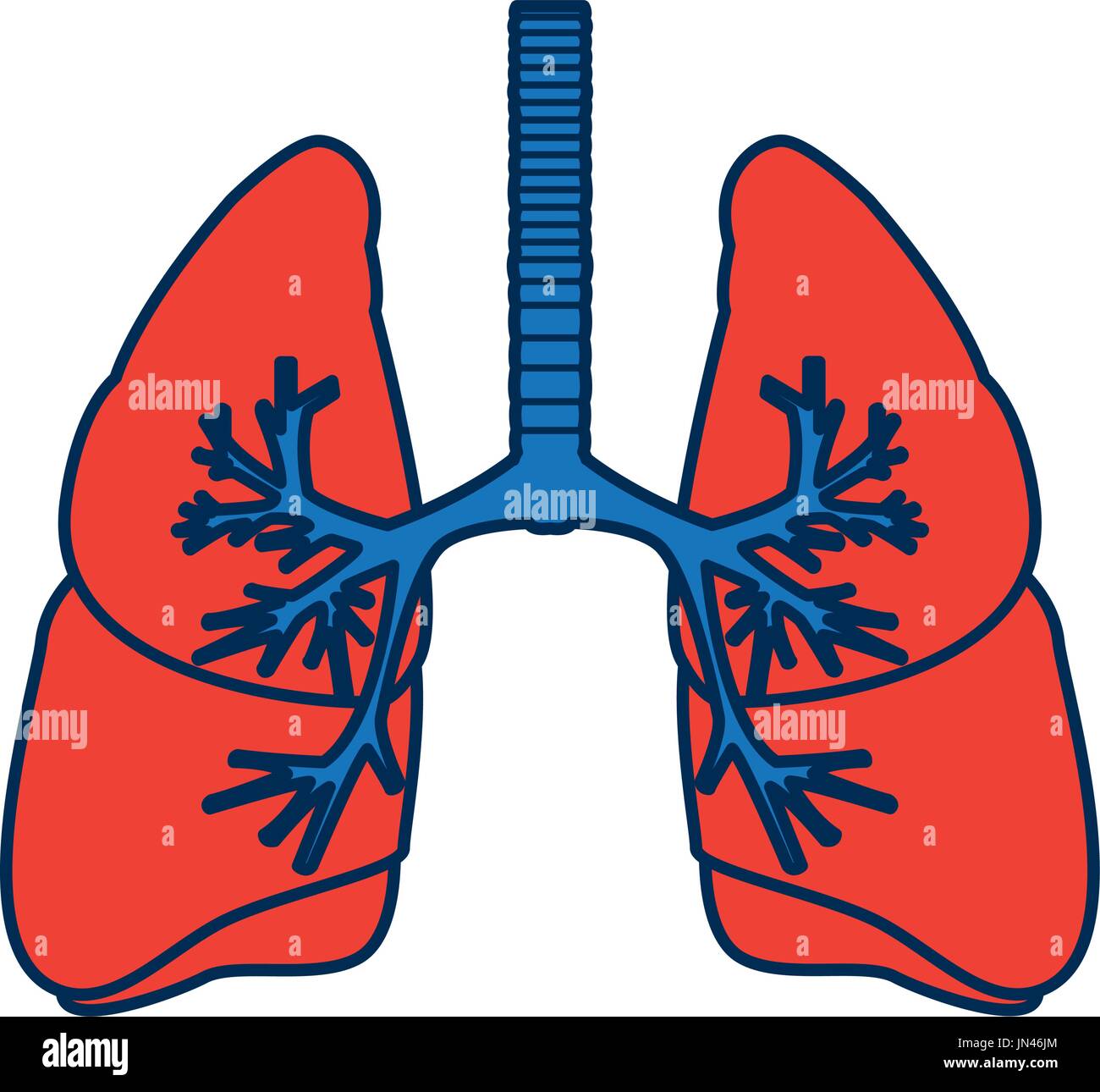 Les poumons la science médicale anatomie trachée d'organes internes Illustration de Vecteur