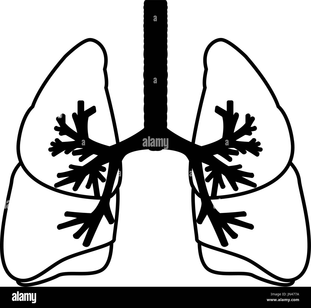 Les poumons la science médicale anatomie trachée d'organes internes Illustration de Vecteur