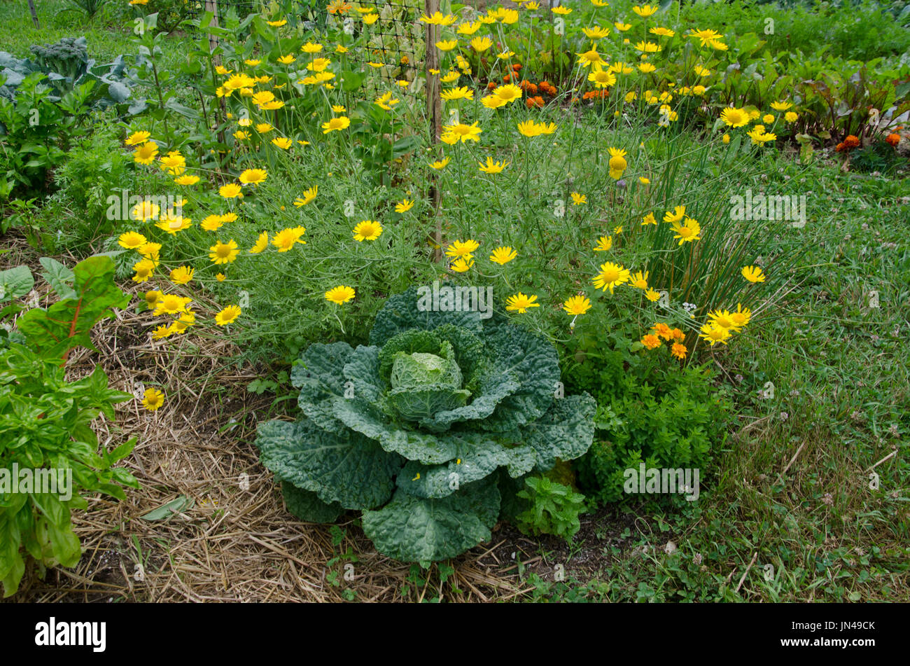 Marguerites jaunes et chou, Brassica oleracea, dans un potager communautaire, Maine, États-Unis Banque D'Images