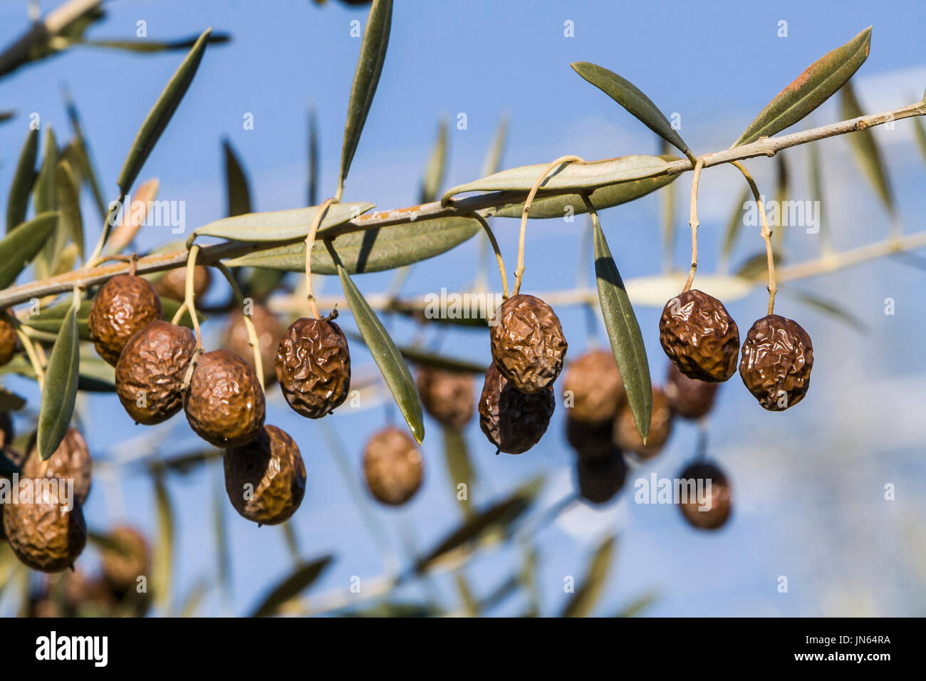 Oliviers infecté par la redoutable bactérie Xylella fastidiosa, est connu en Europe comme le virus Ebola de l'olivier, Jaén, Andalousie, Espagne Banque D'Images