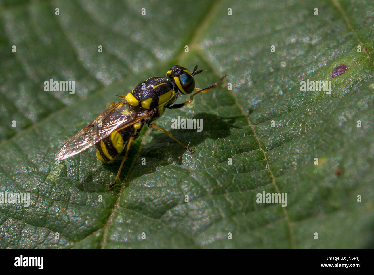 La faune de l'INTERFACE UTILISATEUR - Soldierfly, quatre principaux de prescription - Oxycera rara, West Yorkshire, Angleterre Banque D'Images