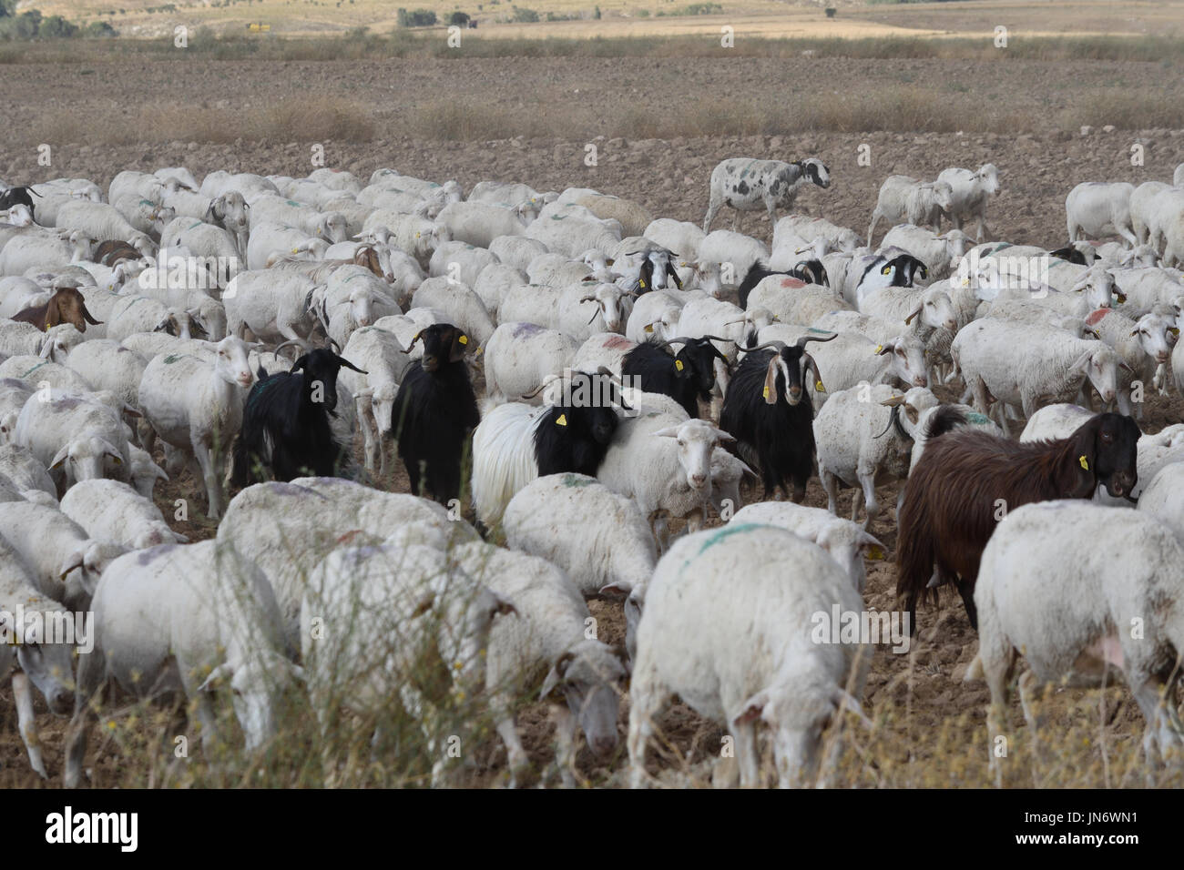 Troupeau de moutons et chèvres d'être entassés à l'accueil Banque D'Images