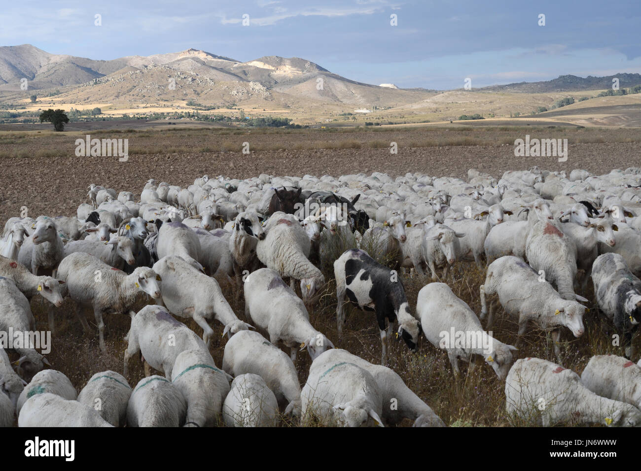 Troupeau de moutons et chèvres d'être entassés à l'accueil Banque D'Images