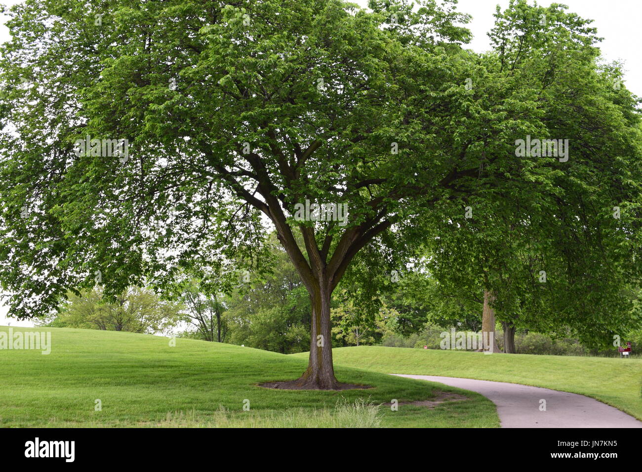 De grands arbres à l'extérieur dans le parc avec des chemins de randonnée Banque D'Images