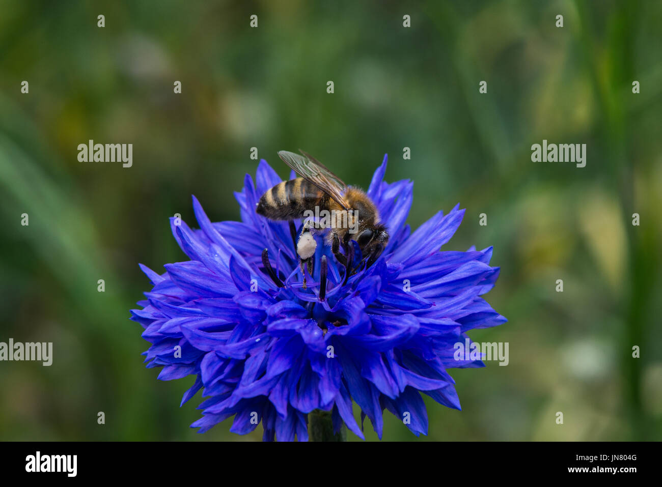 Une abeille de sucer le nectar des fleurs d'été bleu vif d'un plant de bleuet dans un jardin anglais. Banque D'Images