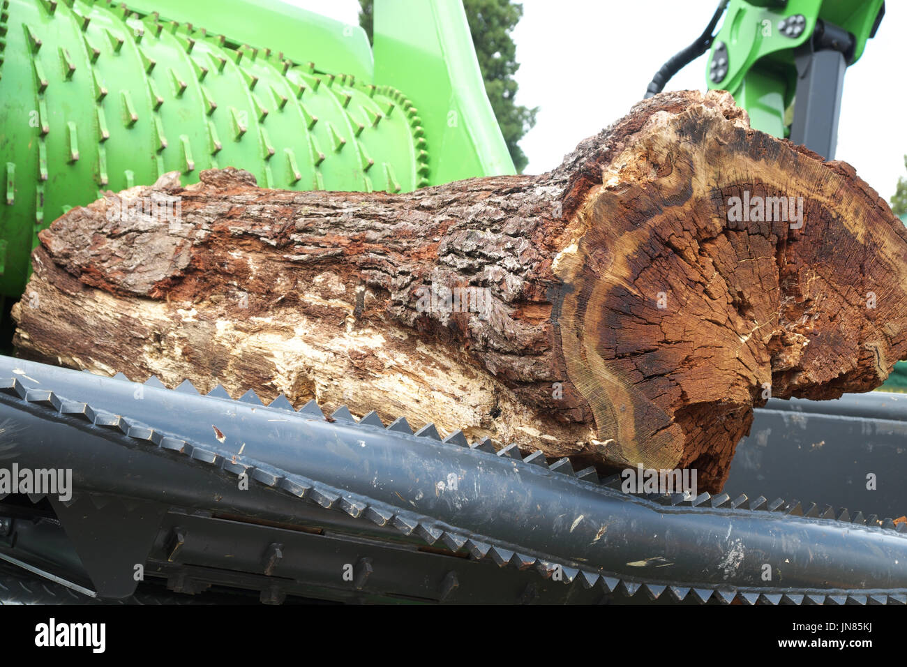 Pour désactiver la machine forestière vieux troncs d'arbres en UK de copeaux Banque D'Images