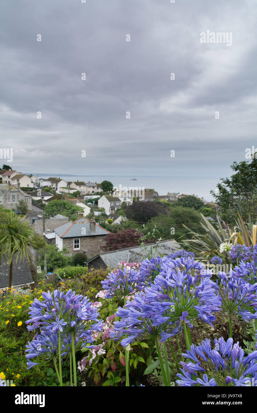 Close up Agapanthus fleurs contre la toile de fond de mer et village de Mousehole Banque D'Images