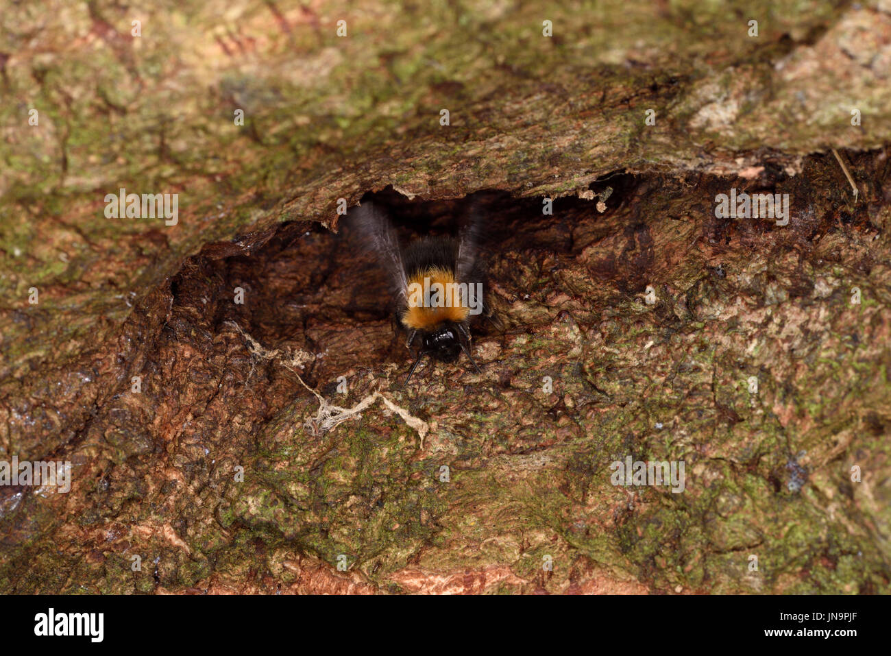 Les bourdons (Bombus hypnorum arbre) à l'entrée du nid dans l'arbre, sur le point de prendre son envol, ailes floues, Monmouth, Wales, Août Banque D'Images