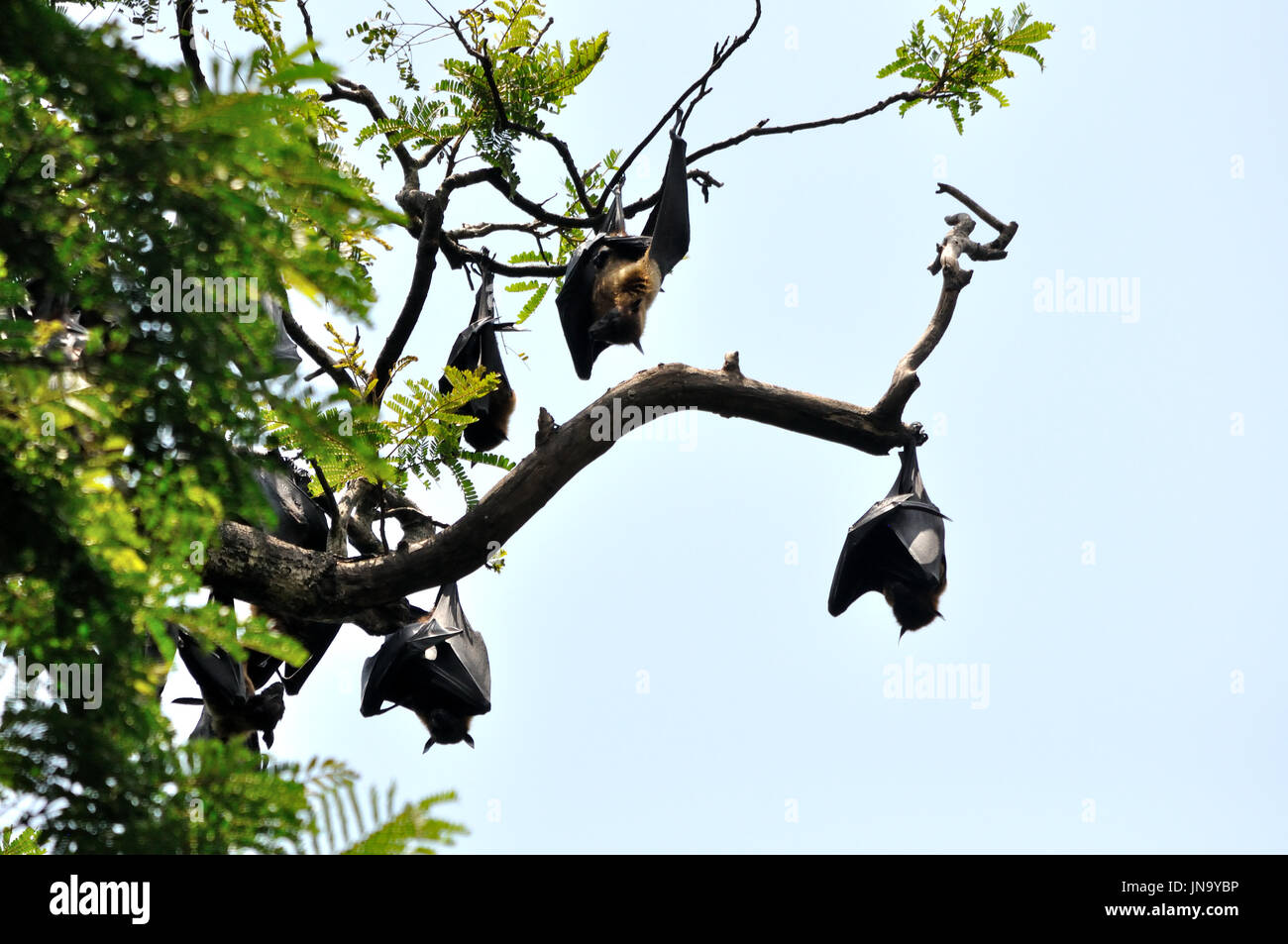 Les chauves-souris frugivores géantes au Sri Lanka Banque D'Images