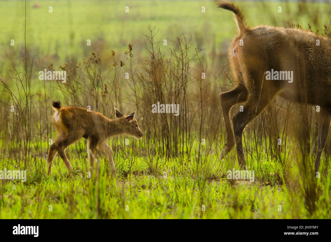 Bébé cerf sambar Banque D'Images