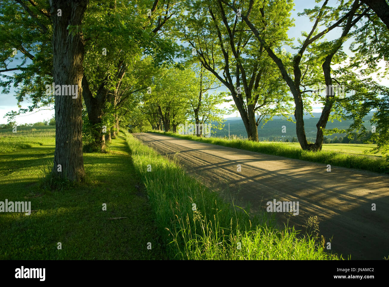 Crépuscule colorés scène d'arbres verts et un chemin de terre le long de Darling Hill Road dans la ville de Lyndonville Royaume dans le nord-est du Vermont. Banque D'Images