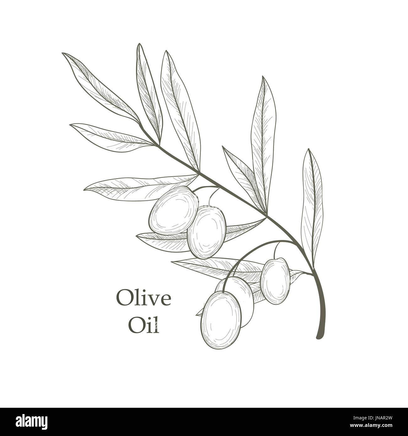 Branche de l'arbre d'olive olives avec croquis isolé sur fond blanc Retro Vector illustration gravure olive branch Banque D'Images