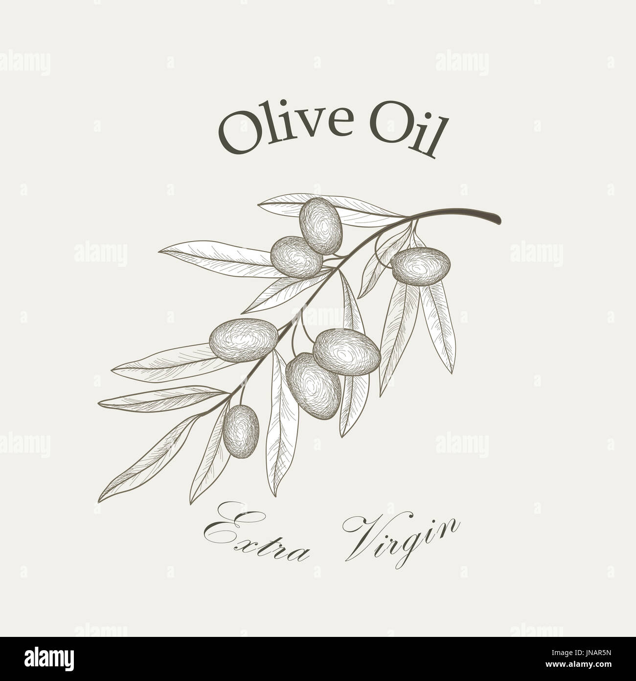 Branche de l'arbre d'olive olives avec croquis isolé sur fond blanc Retro Vector illustration gravure olive branch Banque D'Images